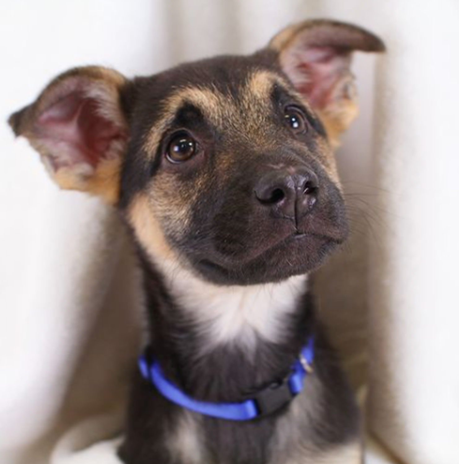 Close up of brown puppy's face looking upwards