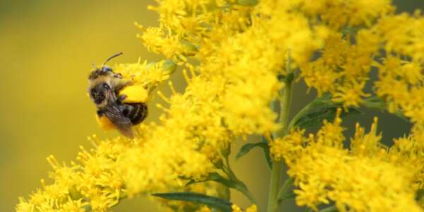 bee on yellow flowers