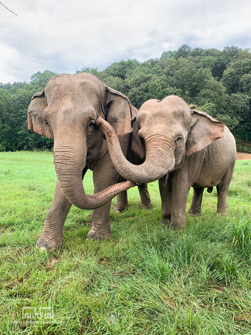 Asian Elephants Debbie and Ronnie using their trunks to check in with each other through touch and scent