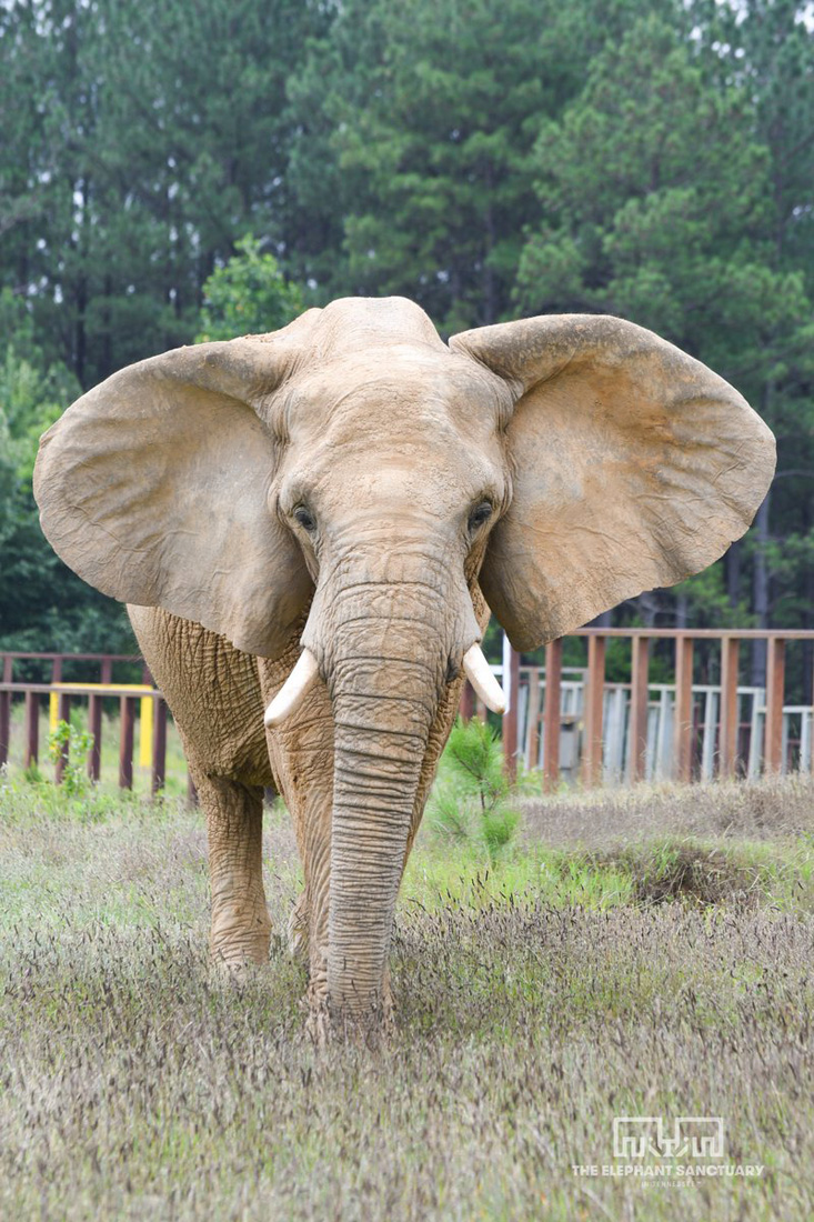 Tange the African Elephant in a clearing at The Elephant Sanctuary