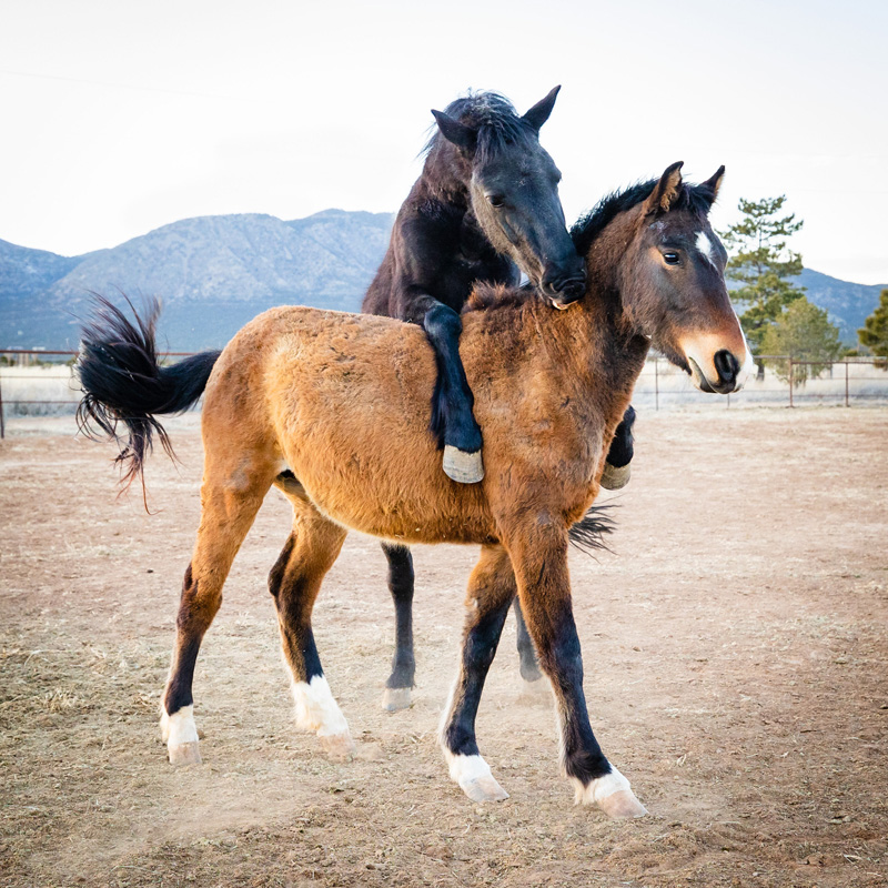 Two horses playing with each other in a field