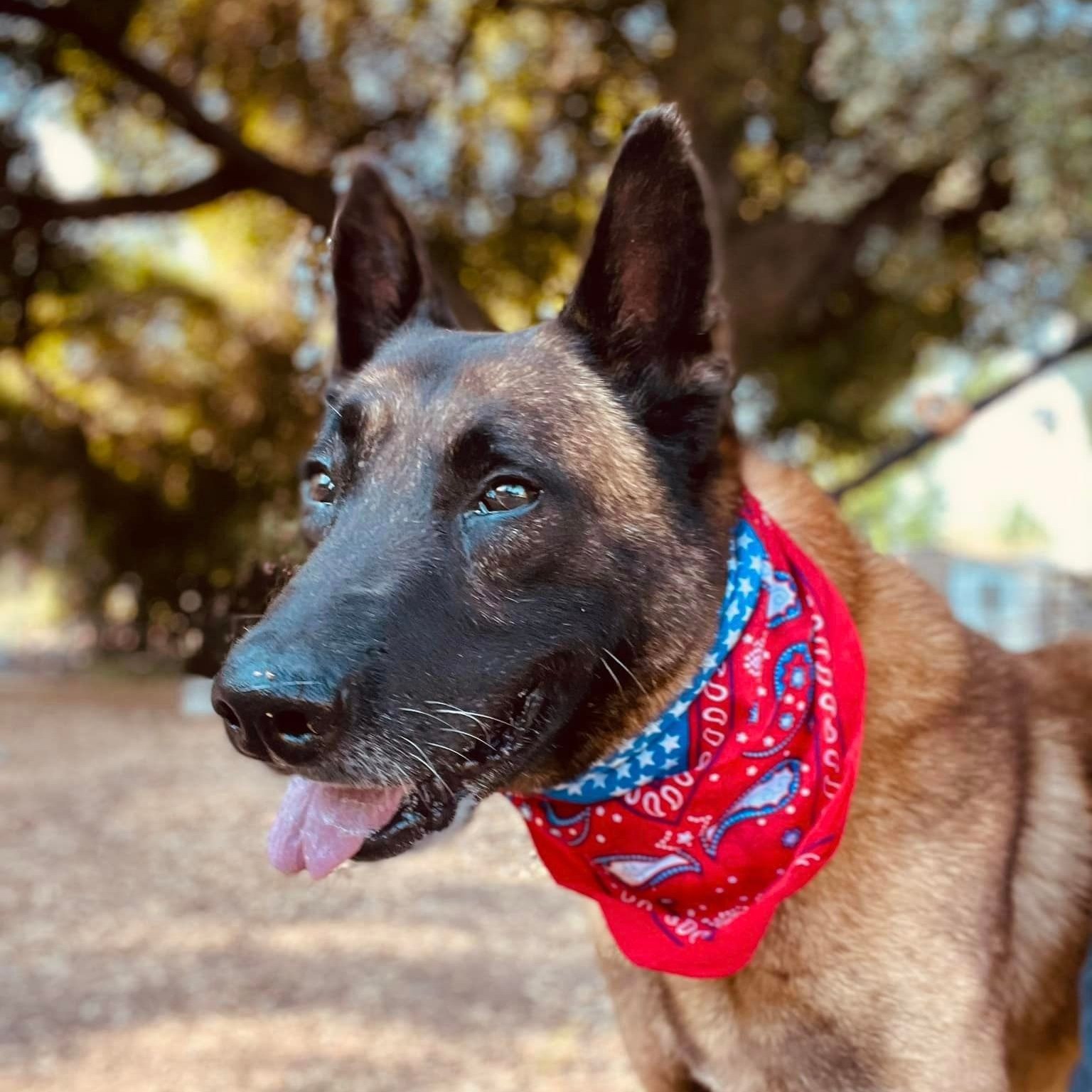 Close-up of a Belgian Malinois dog wearing a red bandana