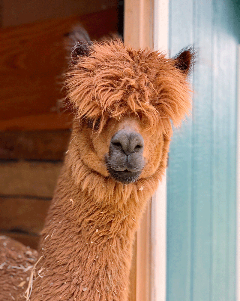 Brown Alpaca with long hair covering eyes