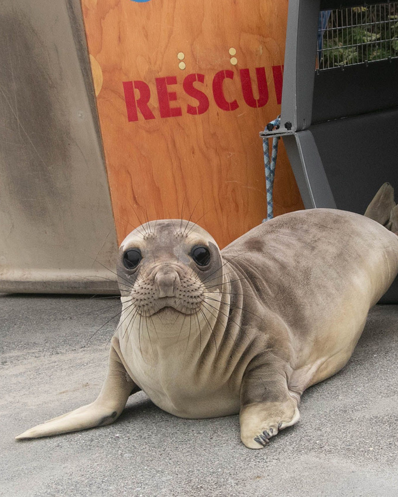 Seal from the Marine Mammal Center