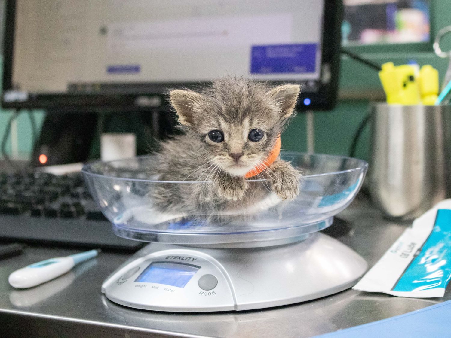 BE Pasadena Pasadena Humane Kitten