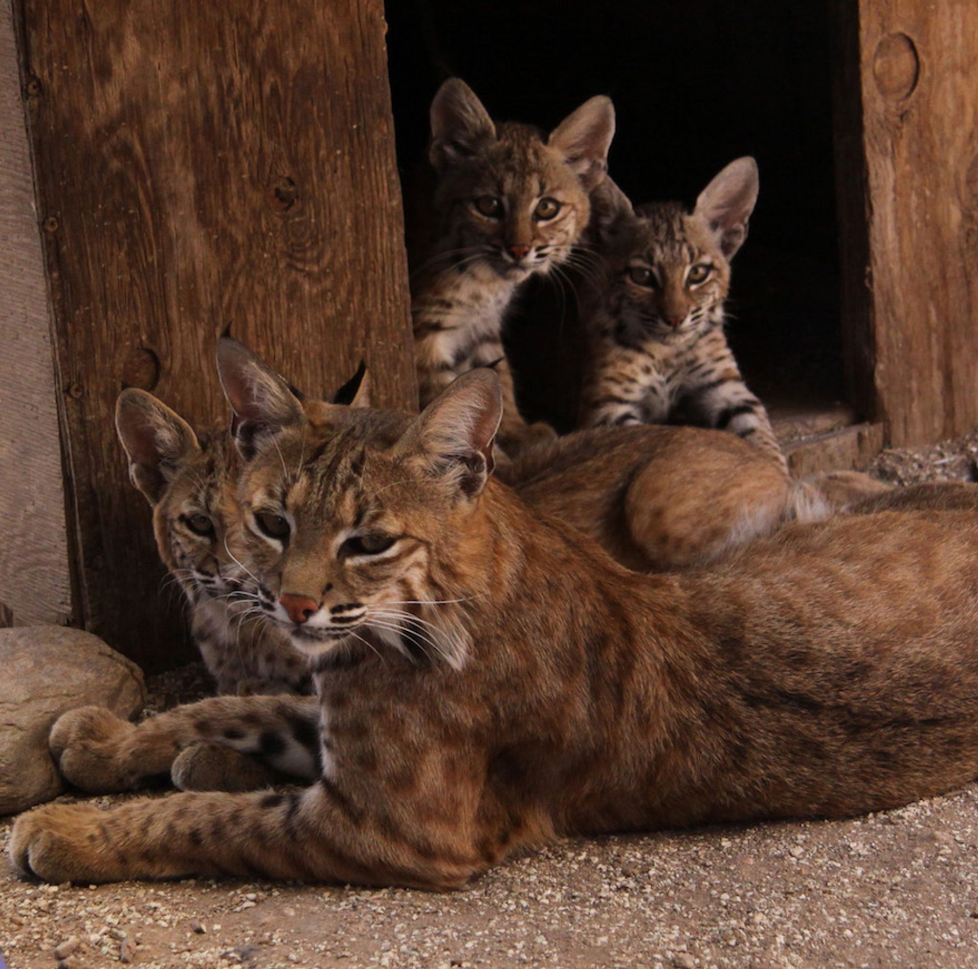 Ruby the bobcat and her kittens