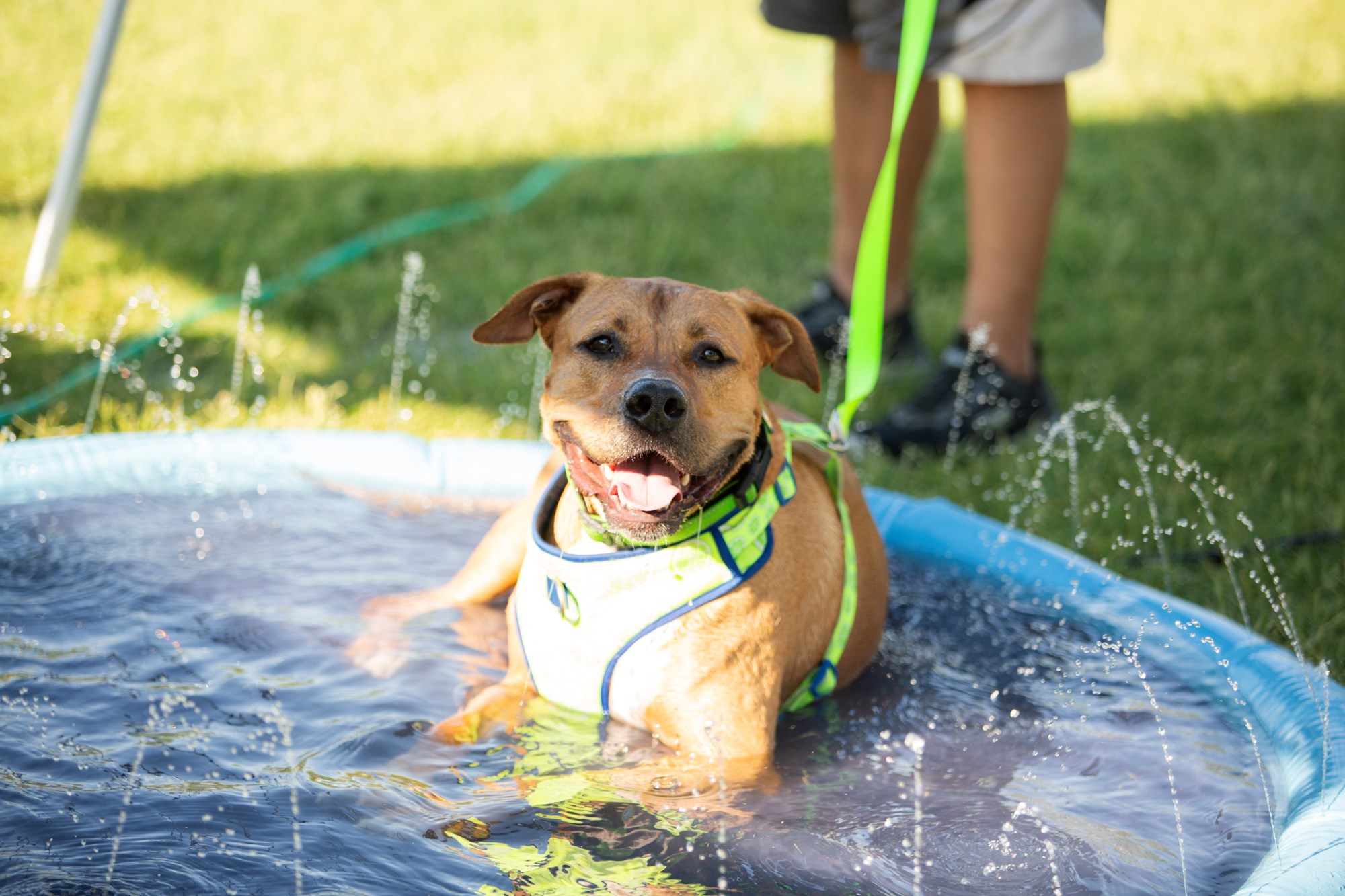 AOK #39 Dog laying down in a pool