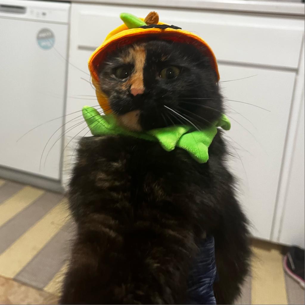 AOK #42 Rylee the cat in a pumpkin costume