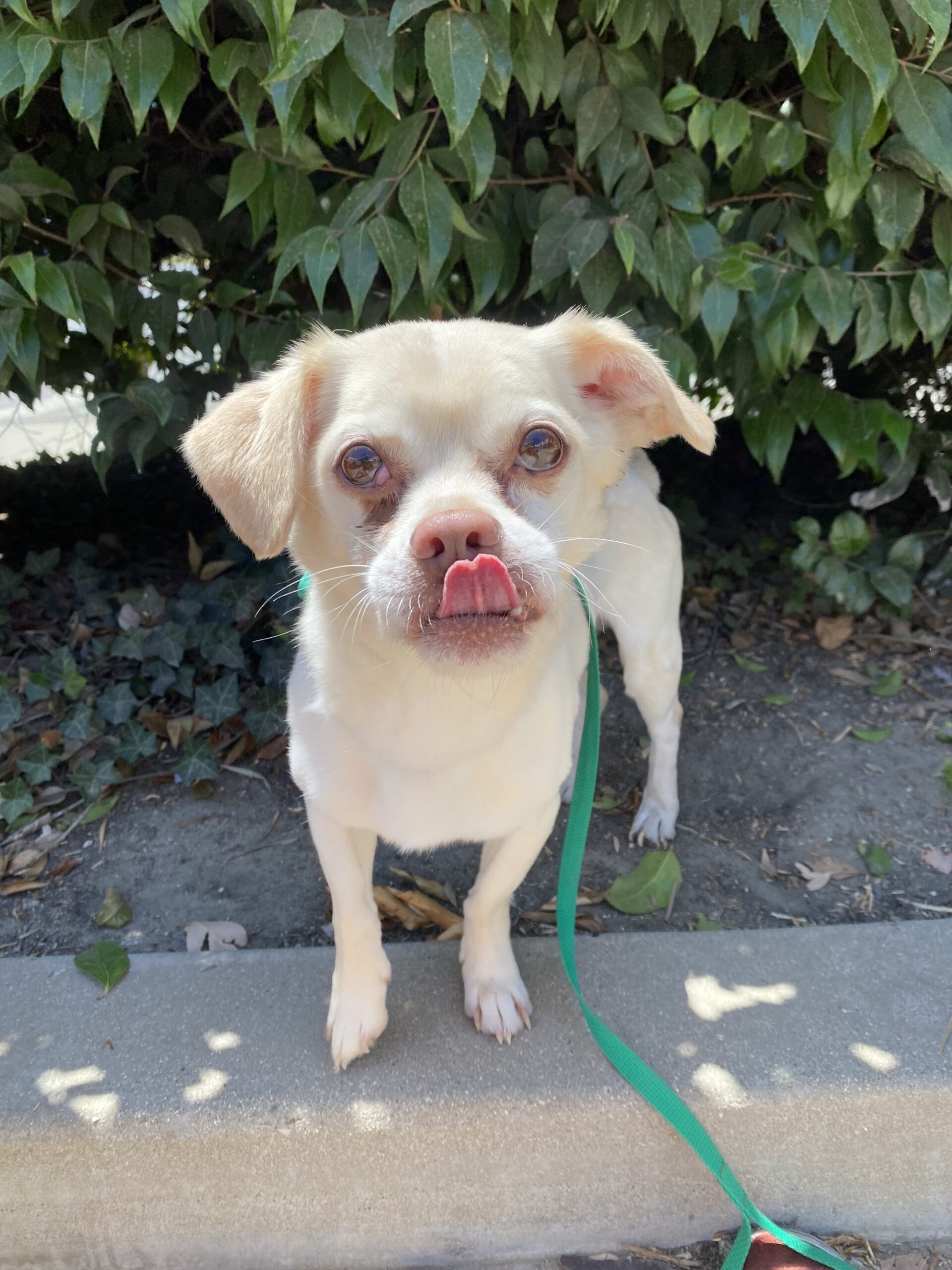 Kindness Act #47: Donated to Animals in Need at BE Ventura Kirt the dog from Paw Works