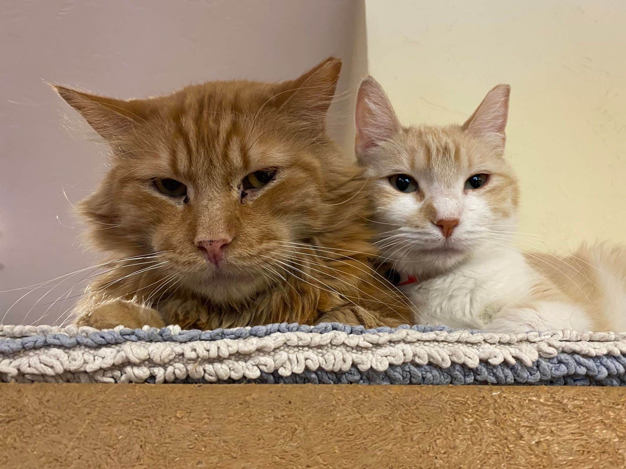 Trigger-and-Hummingbird Cats at the Hermitage Cat Shelter