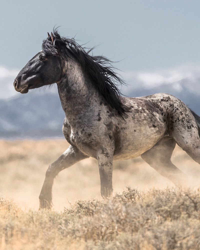 fourth-horse-pic Grey stallion running